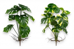 069 Veštačke biljke.